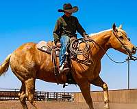 roping-quarter-horse