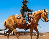 show-quarter-horse