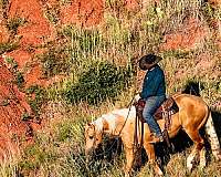 trail-quarter-horse