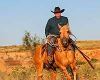 trail-riding-quarter-horse