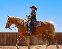 western-riding-quarter-horse