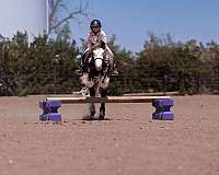 silb-ranch-work-pony