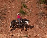 silb-working-cattle-pony