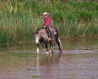 11-hand-silb-pony