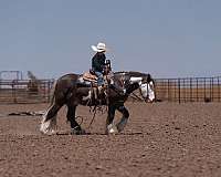 silb-pony-for-sale