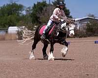 silb-pony
