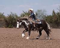 silb-youth-pony