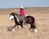 all-around-gypsy-vanner-pony
