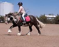 beginner-gypsy-vanner-pony