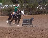 cross-gypsy-vanner-pony
