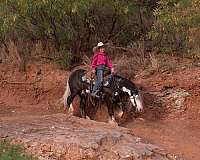flashy-gypsy-vanner-pony