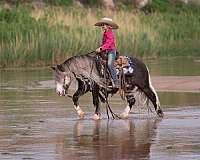 jumping-gypsy-vanner-pony