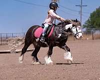 kid-safe-gypsy-vanner-pony