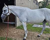 warmblood-mare