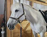 business-warmblood-horse