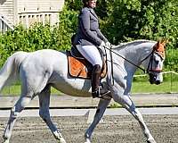 on-farm-lease-warmblood-horse