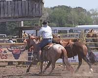 calf-roping-quarter-horse