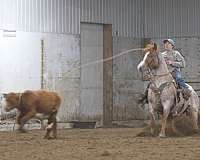 flashy-quarter-horse