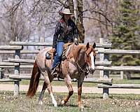 husband-safe-quarter-horse