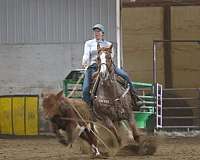 performance-quarter-horse