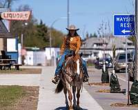 ranch-quarter-horse