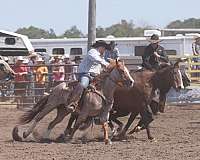 ranch-versatility-quarter-horse