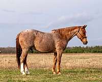 ranch-work-quarter-horse