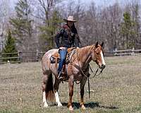 roping-quarter-horse