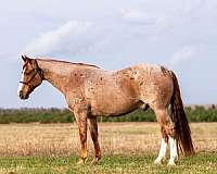 show-quarter-horse