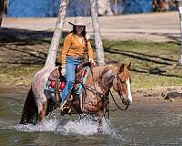 trail-quarter-horse