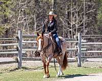 western-riding-quarter-horse