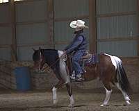 athletic-pony
