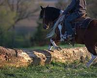 beginner-pony