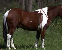 flashy-pony