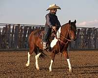 ranch-pony