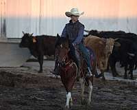 ranch-work-pony