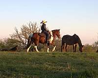 roping-pony