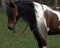 show-pony