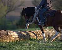 trail-pony