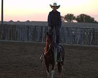 trail-riding-pony
