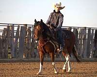 western-riding-pony