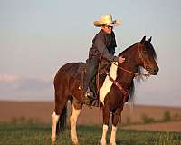 working-cattle-pony