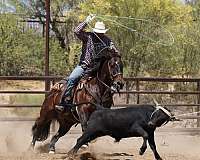 calf-roping-quarter-horse