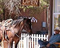 athletic-quarter-horse