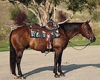 heading-quarter-horse