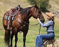 heel-quarter-horse