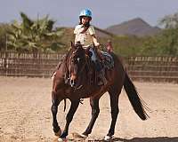 performance-quarter-horse