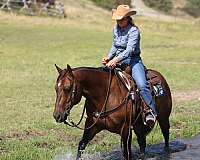ranch-quarter-horse