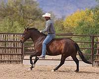 ranch-versatility-quarter-horse