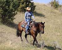 ranch-work-quarter-horse